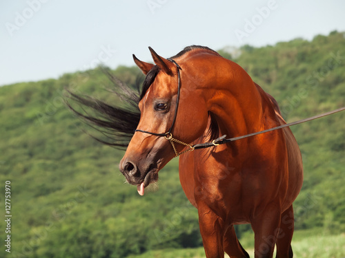 bay beautiful arabian stallion at mountain background
