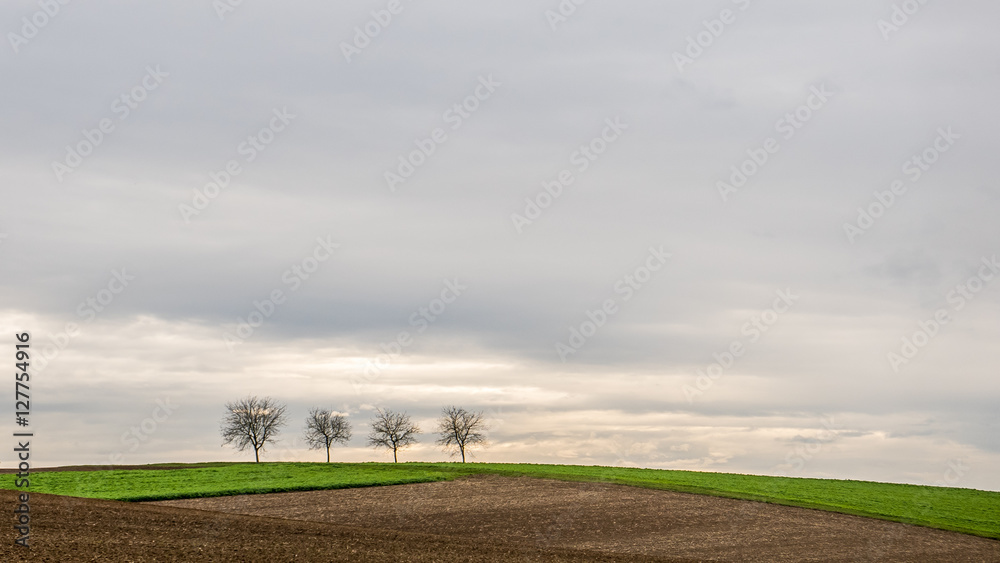 Fototapeta premium Bäume im Feld