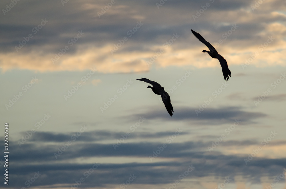Two Silhouetted Geese Flying in the Beautiful Sunset Sky Two Silhouetted Geese Flying in the Beautiful Sunset Sky