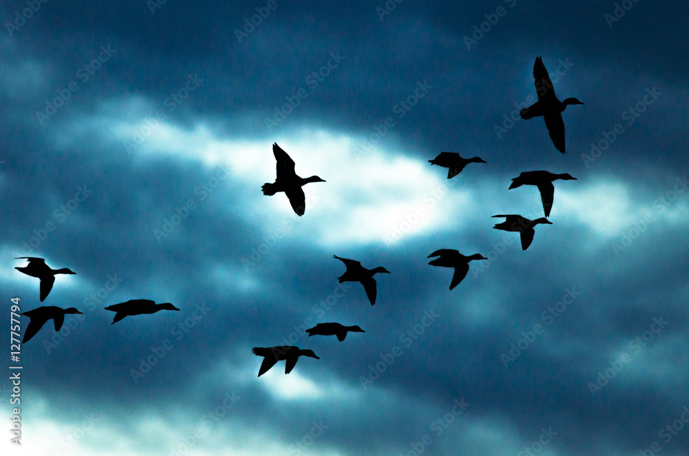 Fototapeta premium Silhouetted Flock of Ducks Flying in the Dark Evening Sky