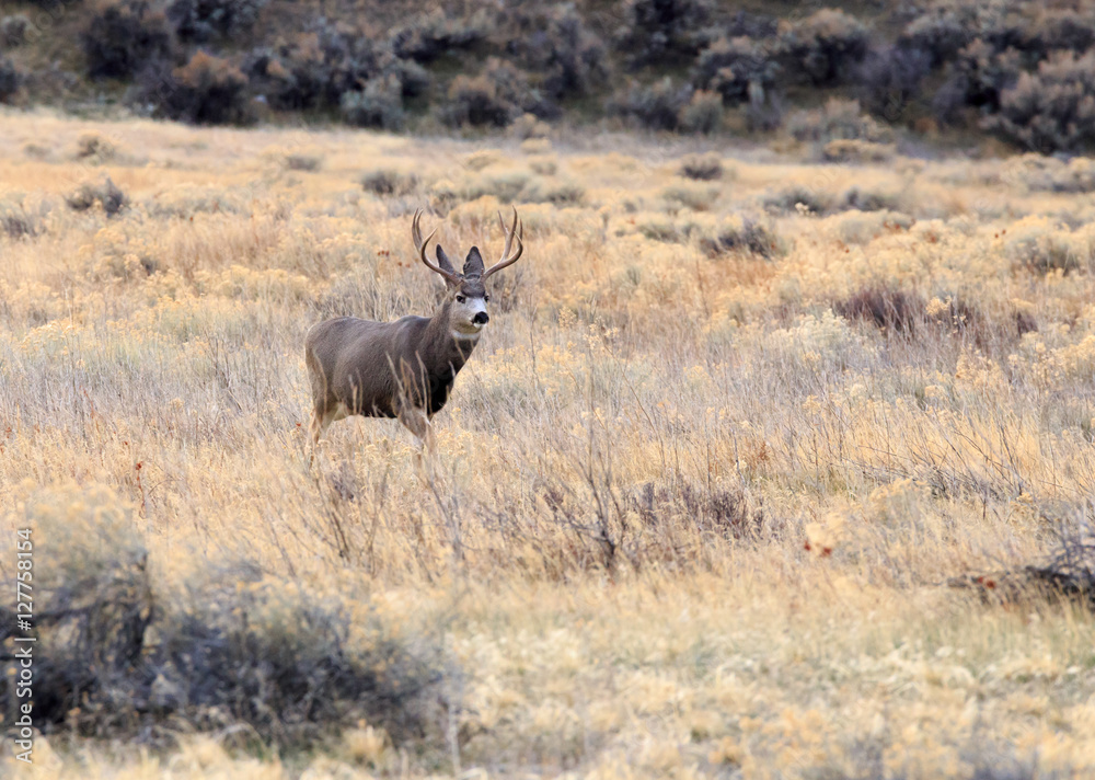 Fototapeta premium Buck and Doe Deer.