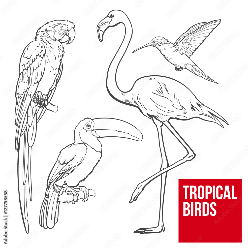 Bright and colorful exotic tropical birds - flamingo, macaw, hummingbird and toucan, set of sketch style vector illustrations isolated on white background. Set of hand drawn tropical birds Bright and colorful exotic tropical birds - flamingo, macaw, hummingbird and toucan, set of sketch style vector illustrations isolated on white background. Set of hand drawn tropical birds