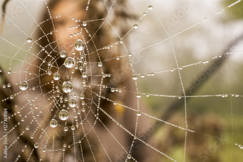 Girl in spiderweb