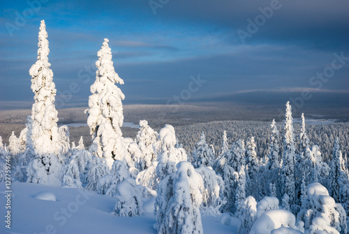 Winter scene view over the snow covered trees of the taiga forest above Ylläs, Lapland, Finland photo