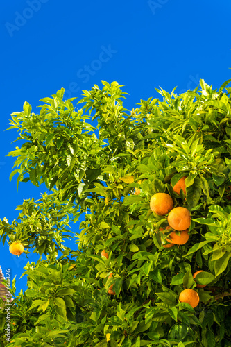 Tangerine tree. Oranges on a citrus tree.  clementines ripening