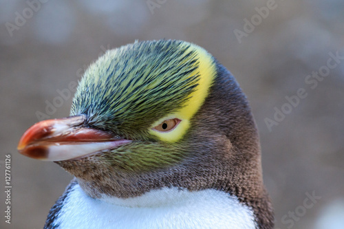 Yellow Eyed Penguin photo