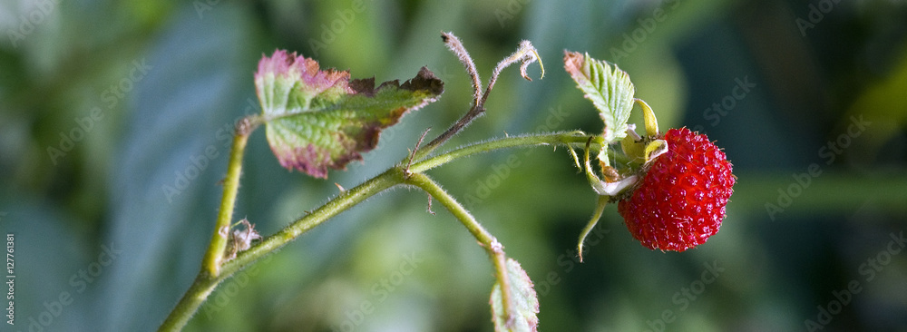 Mature fruit of the roseleaf bramble in the forest Mature fruit of the roseleaf bramble in the forest