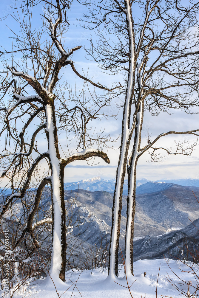 Winter snowy mountain forest scenic vertical landscape Winter snowy mountain forest scenic vertical landscape
