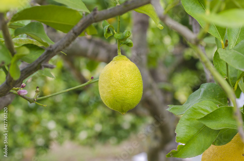 Lemon in the tree .
