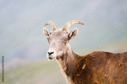 Bighorn Sheep on Mount Evans Colorado