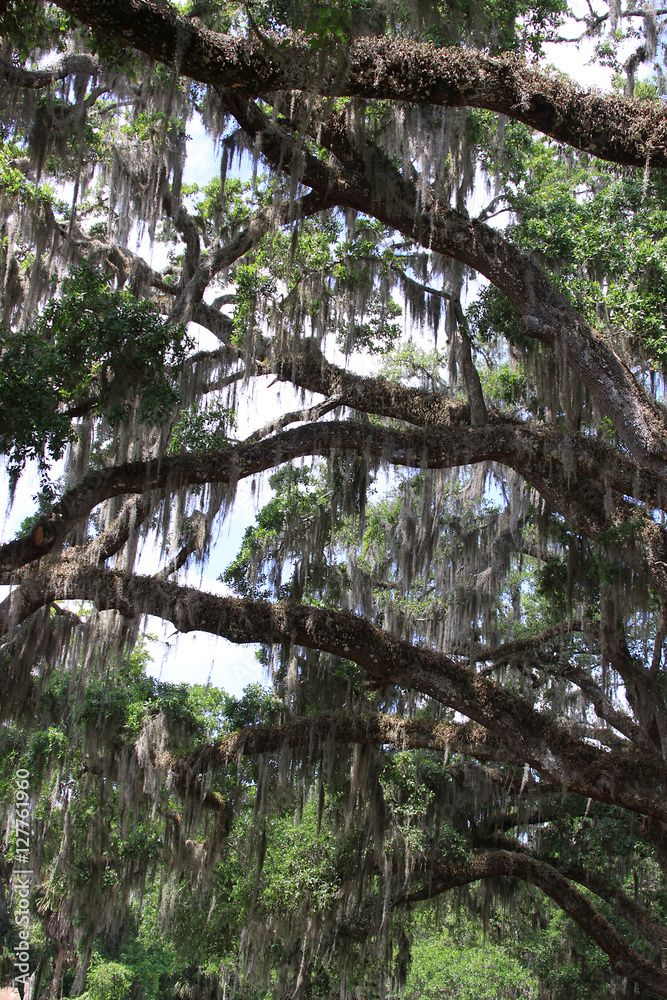 Fototapeta premium moss covered tree
