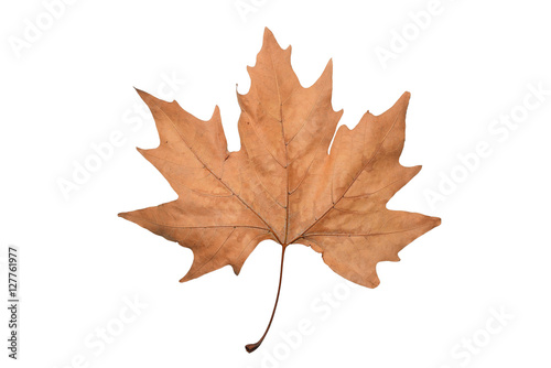 isolated acer leaf