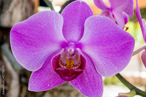 orquídea color lila, Cattleya lueddemanniana photo