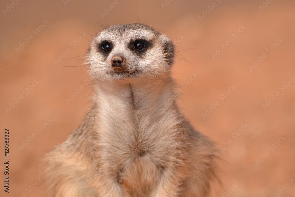 closed up Standing Meerkat closed up Standing Meerkat