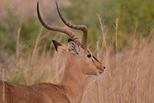 Wild Spiral Horn Deer or springbok 