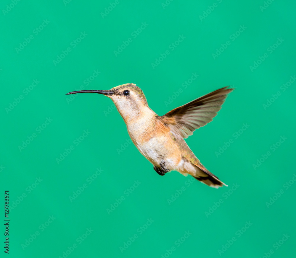 Fototapeta premium Lucifer hummingbird female. The tiny, vividly purple-throated Lucifer Hummingbird is mainly a species of northern Mexico and central Mexico. 