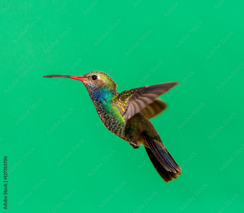 Fototapeta premium Broad Billed Hummingbird. Using different backgrounds the bird becomes more interesting and blends with the colors. These birds are native to Mexico and brighten up most gardens where flowers bloom.