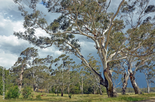 Stand of white bark gumtrees, Eucalyptus, along Shoalhaven River, New South Wales, Australia with thunderstorm brewing in the sky