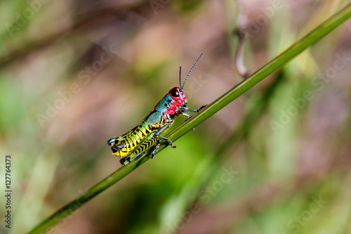 Painted grasshopper or horse lubber grasshoppers, are found in the grasslands of central Mexico. Grasshoppers of Mexico. © Hummingbird Art