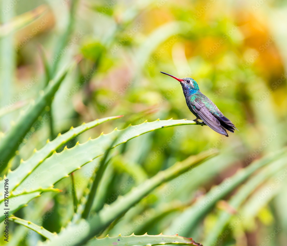 Obraz premium Broad Billed Hummingbird. Using different backgrounds the bird becomes more interesting and blends with the colors. These birds are native to Mexico and brighten up most gardens where flowers bloom.