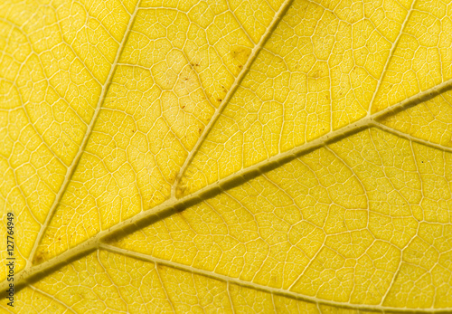 Fall Leaf Close Up 17 © rayhennessy