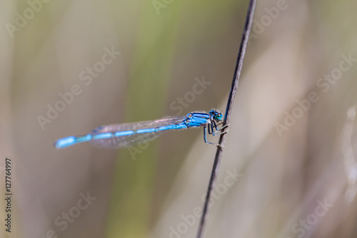 Blue damsel fly in central Mexico. 