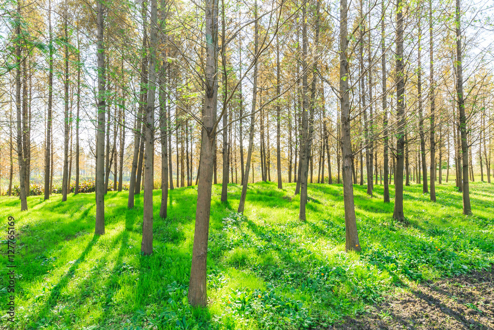 Fototapeta premium Woods landscape in the fall