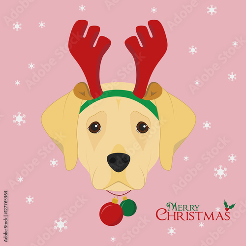 Christmas greeting card. Labrador Retriever dog with reindeer horns and Christmas toy balls