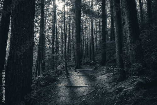 Black and white forest sunlight.