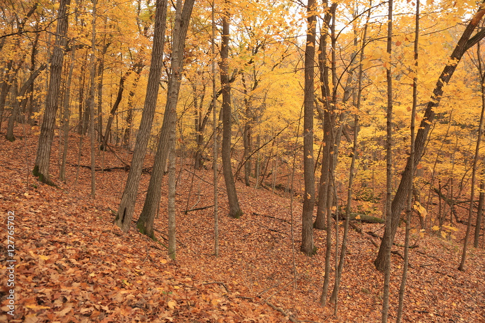 Fall Colors Fall Colors