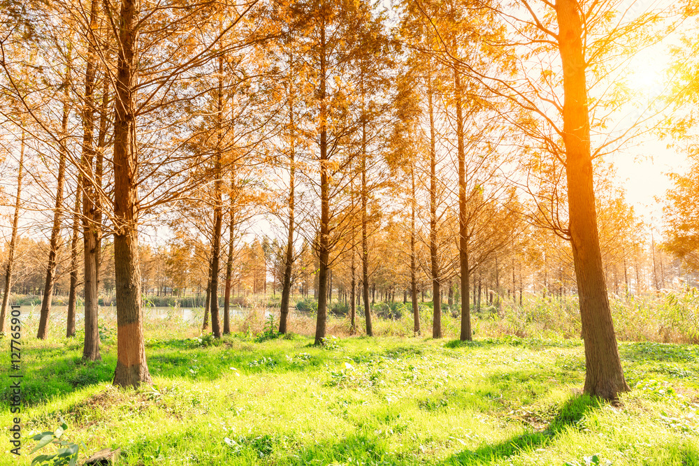 Obraz premium Woods landscape in the fall