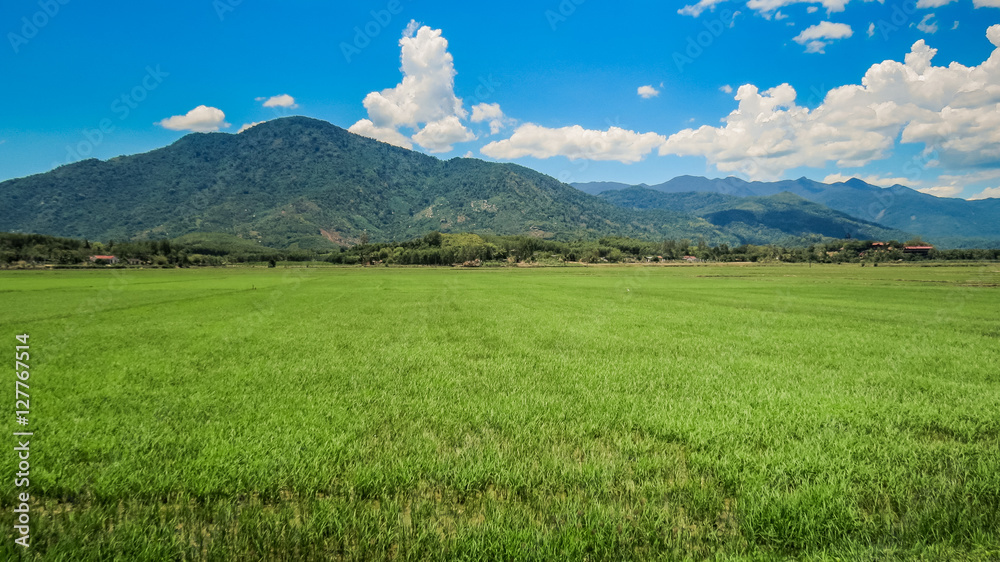 panorama of green rice field against distant hills and blue sky with white clouds