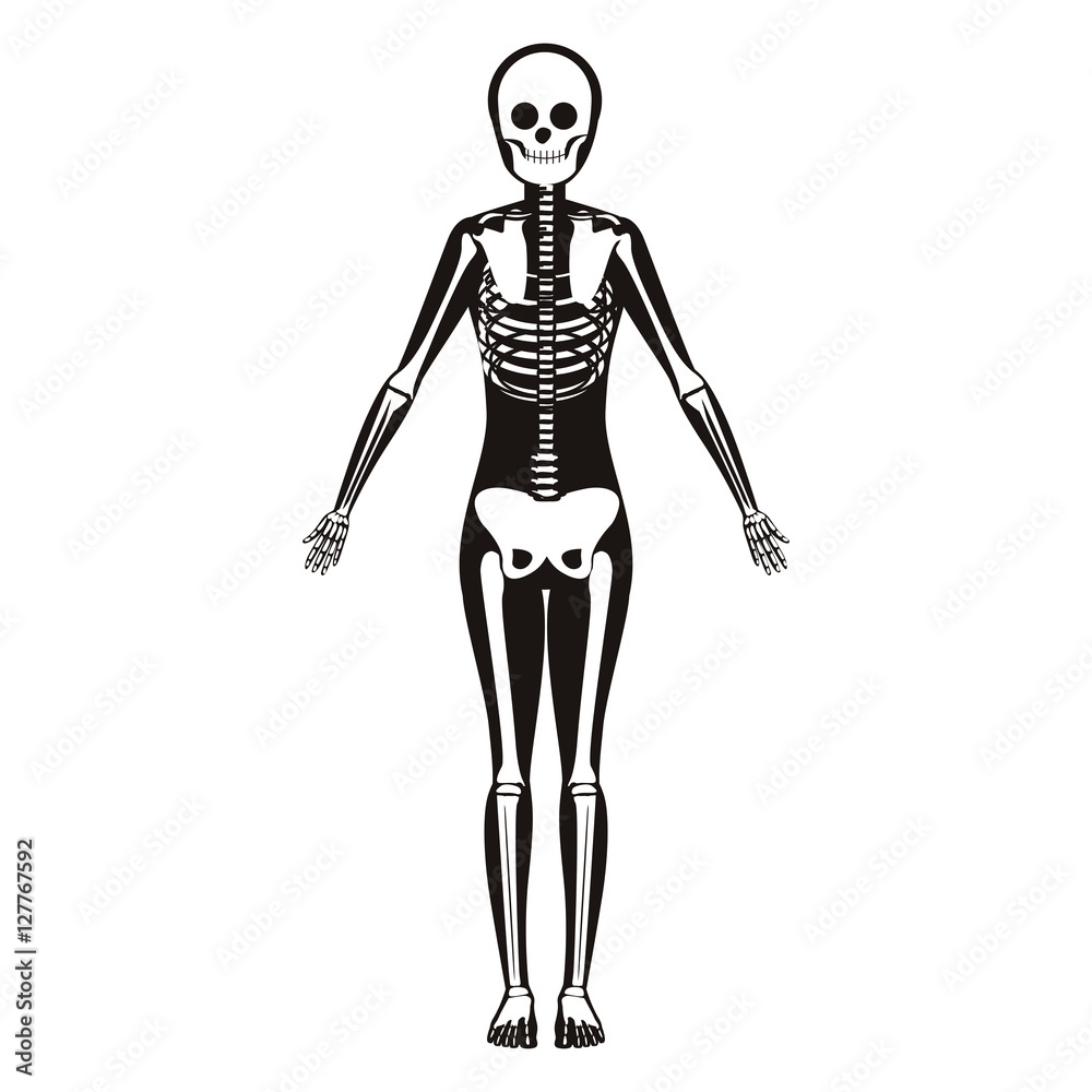 silhouette woman system bone with bone vector illustration silhouette woman system bone with bone vector illustration