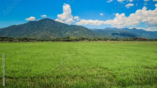 panorama of green rice field against distant hills and blue sky with white clouds