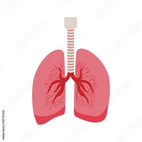 silhouette respiratory system with lungs vector illustration