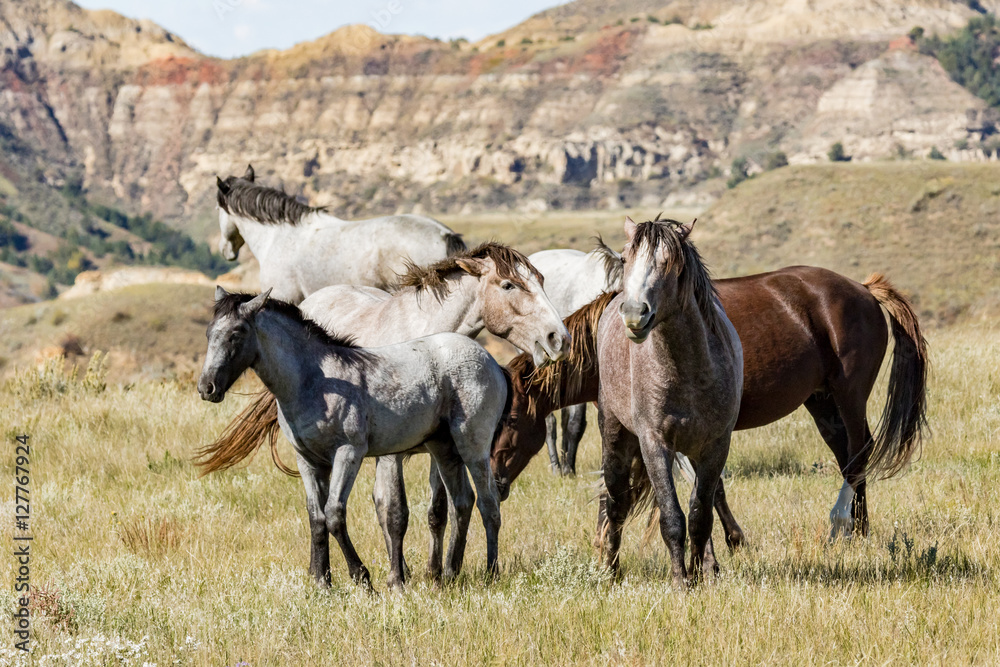 Fototapeta premium Wild horses in Theodore Roosevelt National Park.