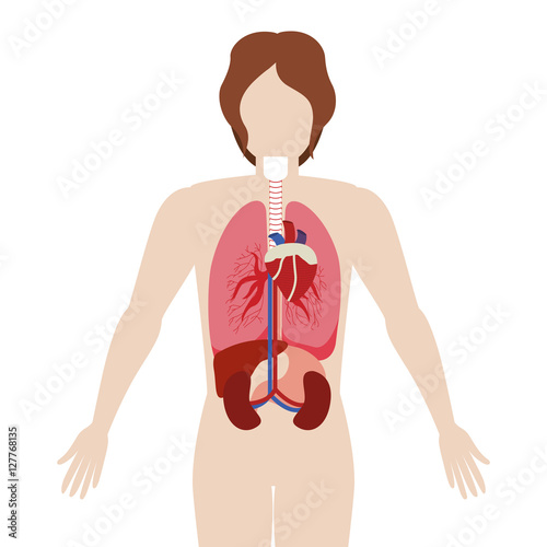 half body man body with inner organs vector illustration
