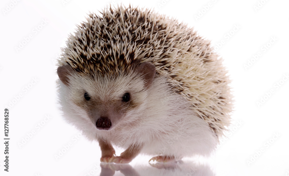 Obraz premium African hedgehog isolated on white