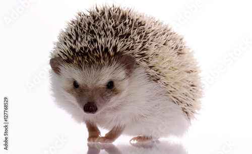 African hedgehog isolated on white