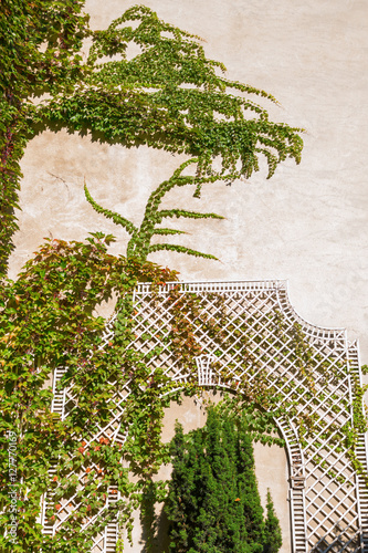 wall with climbing supports covered with vine tendrils