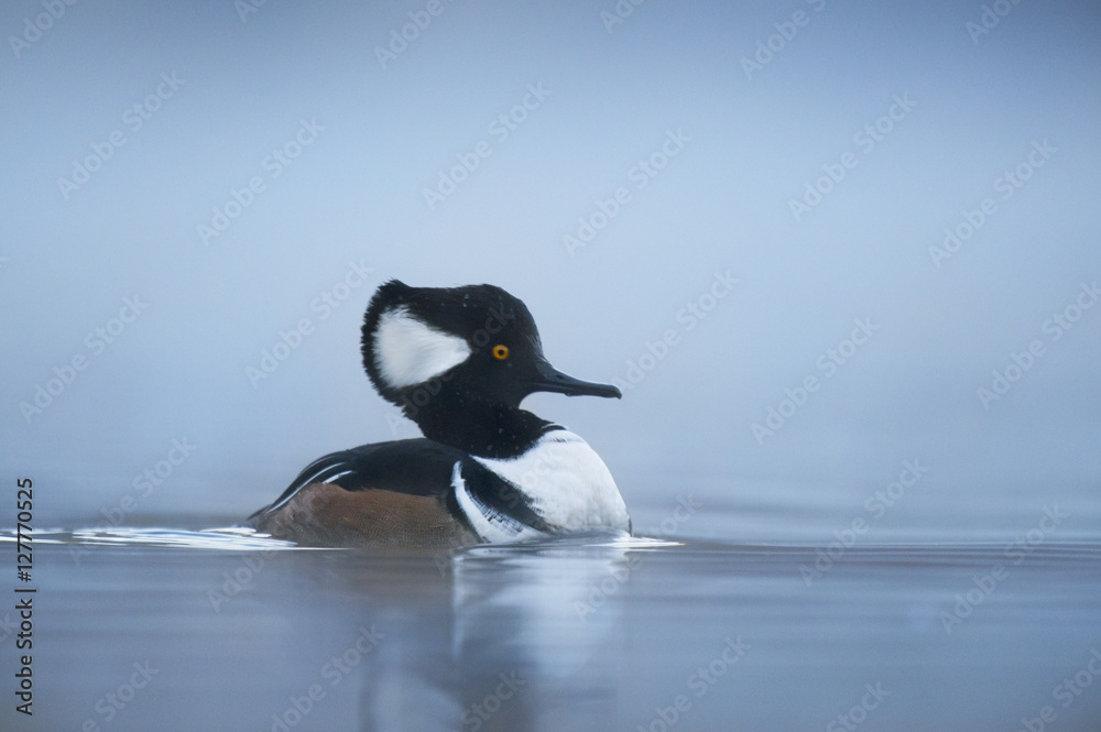 Fototapeta premium Hooded Merganser at Dawn