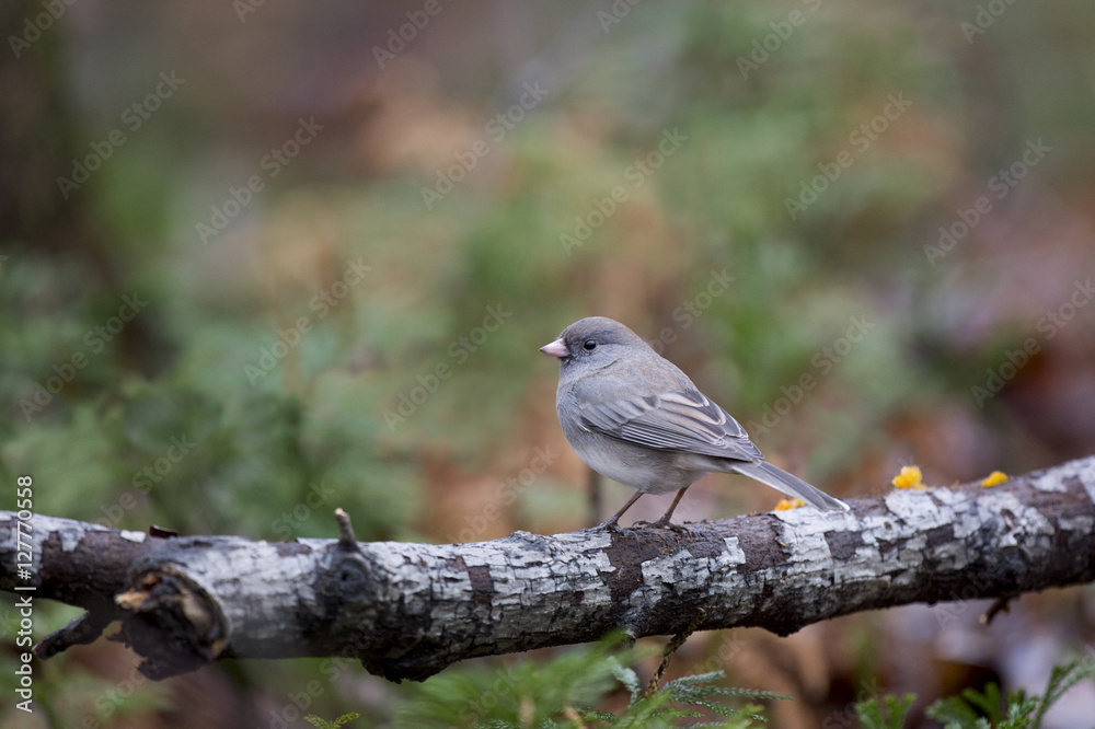 Perched Junco