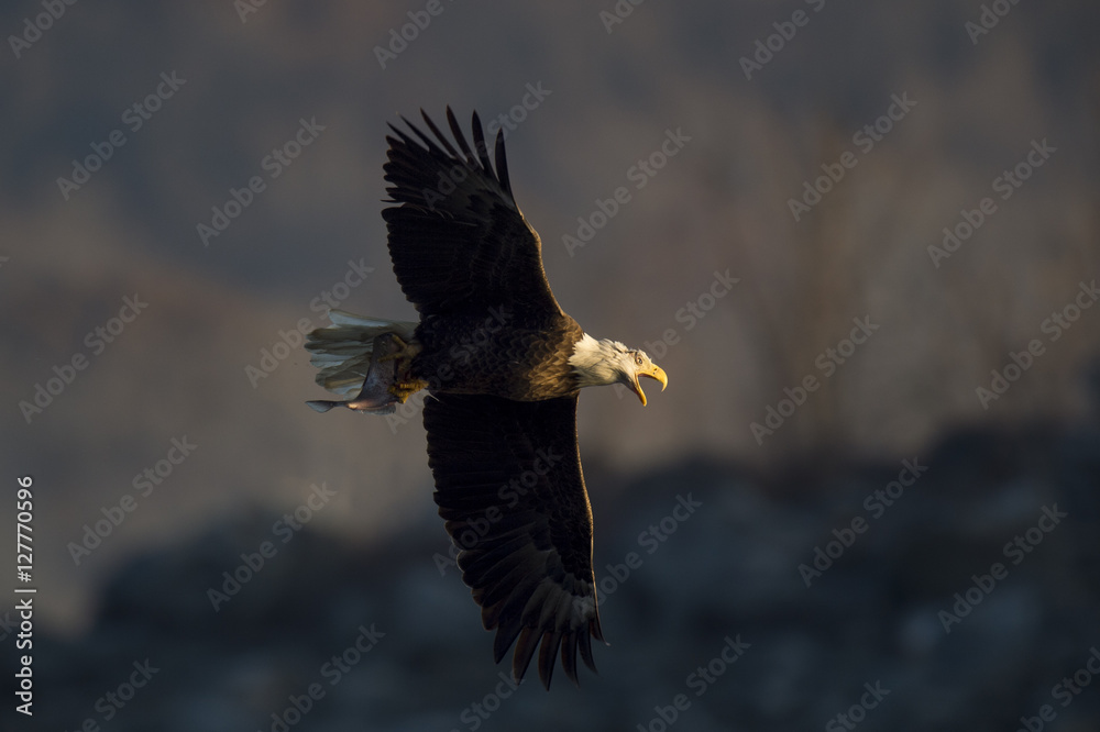 Fototapeta premium Eagle Calling Out