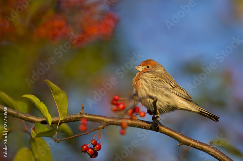 House Finch and Berries