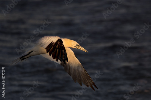 Northern Gannet in Sunny Spotlight