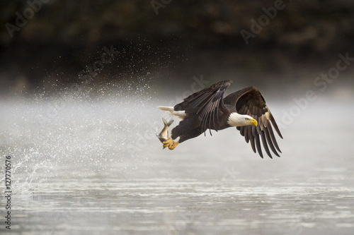 Fishing Bald Eagle