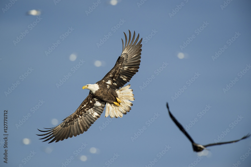 Obraz premium Bald Eagle Wing Spread