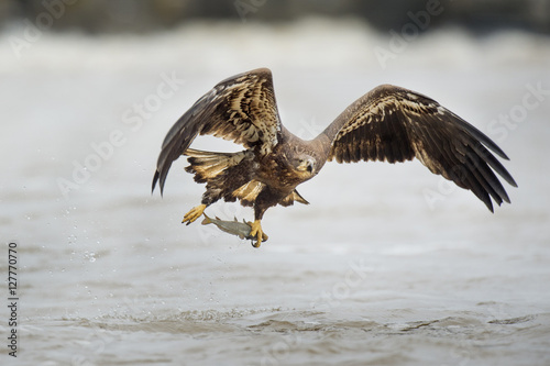 Fishing Juvenile Eagle