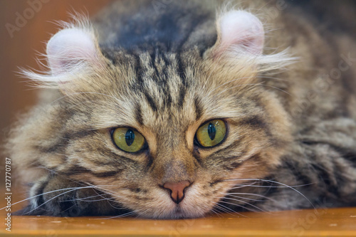 Fotografie American Curl cat