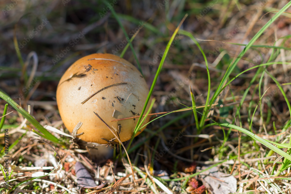 russula, mushroom with a yellow hat in the grass russula, mushroom with a yellow hat in the grass